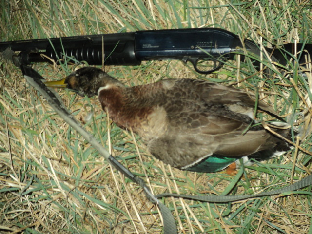 Name:  picture 01 757.jpg
Views: 245
Size:  163.9 KB