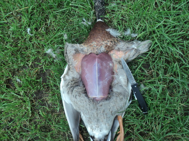 Name:  picture 01 768.jpg
Views: 328
Size:  164.8 KB