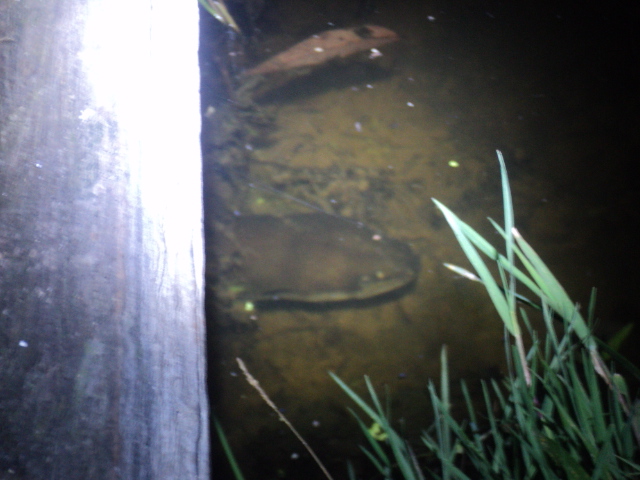 Name:  picture 01 761.jpg
Views: 273
Size:  165.0 KB