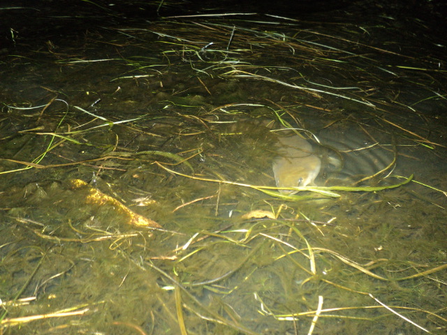 Name:  picture 01 808.jpg
Views: 301
Size:  164.2 KB