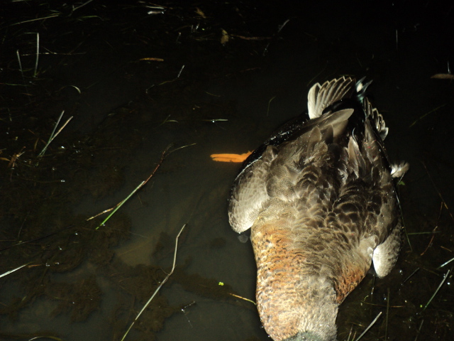 Name:  picture 01 809.jpg
Views: 298
Size:  164.6 KB