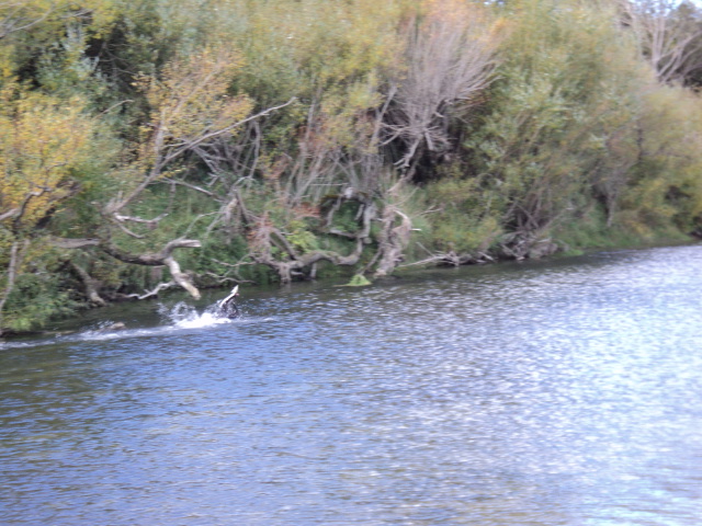 Name:  picture 1519.jpg
Views: 213
Size:  163.7 KB