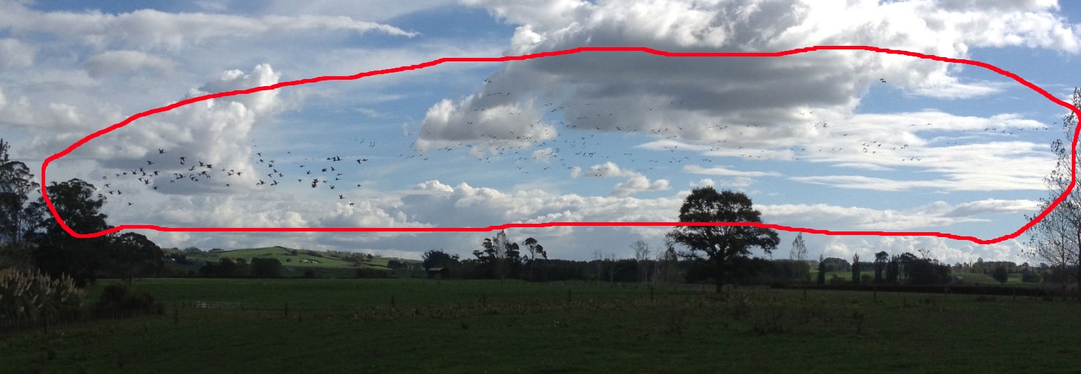 Name:  Some Ducks.jpg
Views: 507
Size:  405.5 KB
