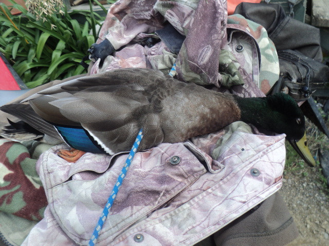 Name:  picture 01 812.jpg
Views: 220
Size:  165.3 KB