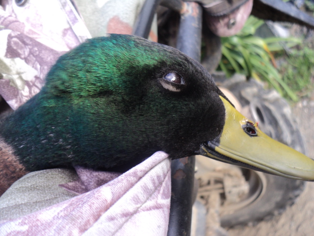 Name:  picture 01 813.jpg
Views: 214
Size:  164.3 KB