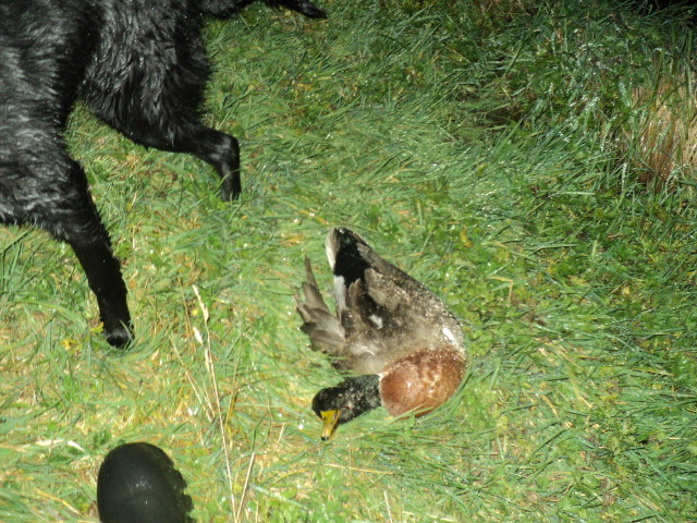Name:  picture 01 1076.jpg
Views: 412
Size:  165.2 KB