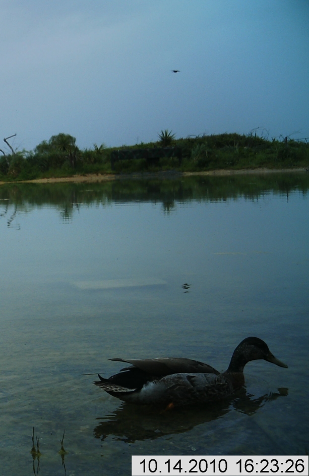 Name:  Duck.jpg
Views: 226
Size:  292.6 KB