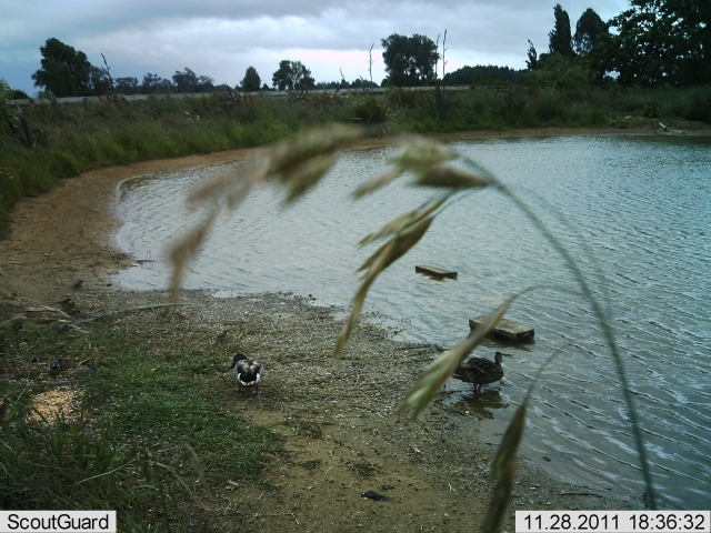 Name:  Ducks 011.jpg
Views: 211
Size:  270.6 KB