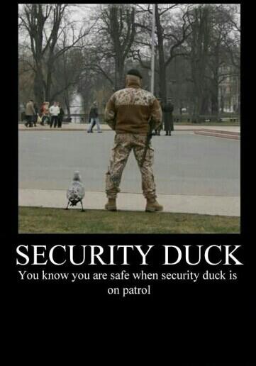 Name:  security duck.jpg
Views: 173
Size:  25.3 KB