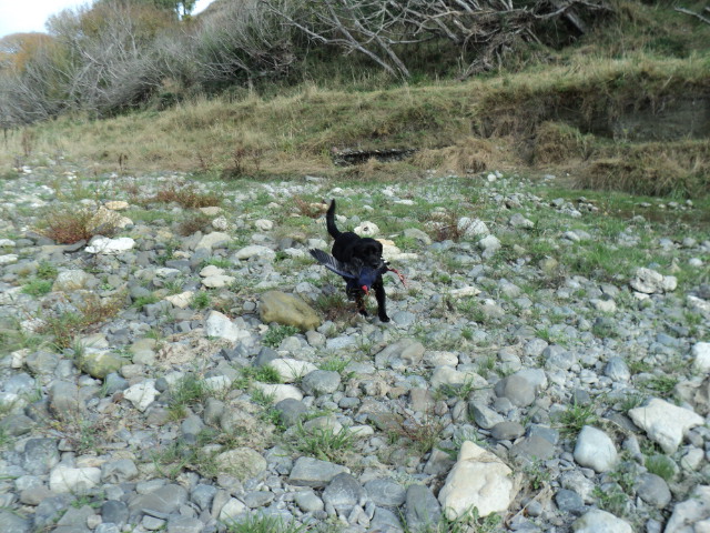 Name:  picture 1628.jpg
Views: 394
Size:  164.8 KB