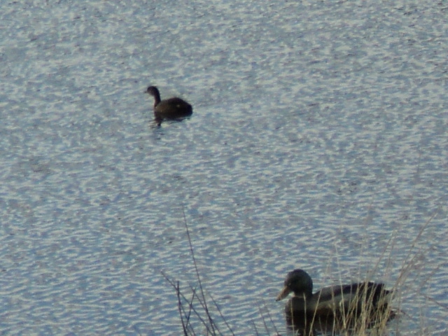 Name:  picture 1626.jpg
Views: 405
Size:  163.4 KB