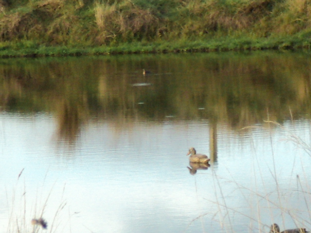 Name:  picture 1622.jpg
Views: 513
Size:  163.5 KB