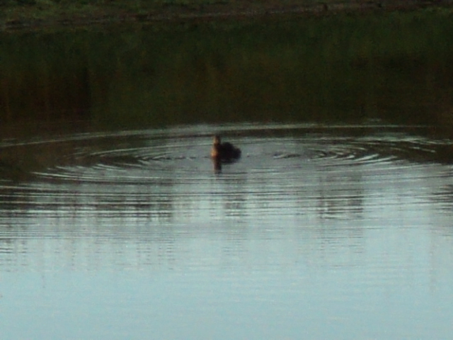Name:  picture 1623.jpg
Views: 428
Size:  164.5 KB