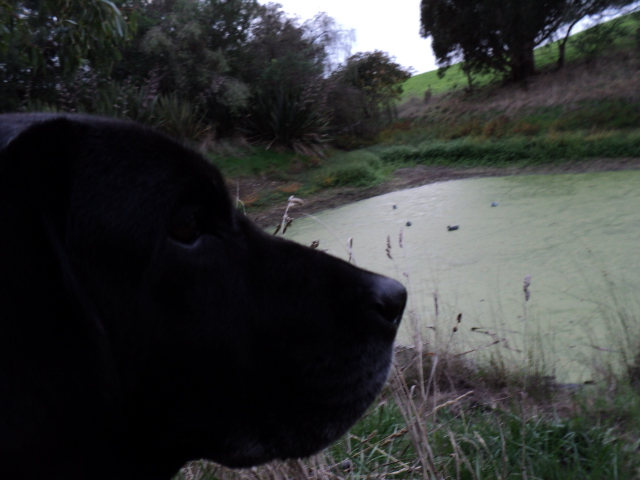 Name:  picture 1654.jpg
Views: 436
Size:  165.2 KB