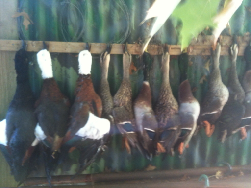 Name:  Ducks1.jpg
Views: 430
Size:  181.3 KB