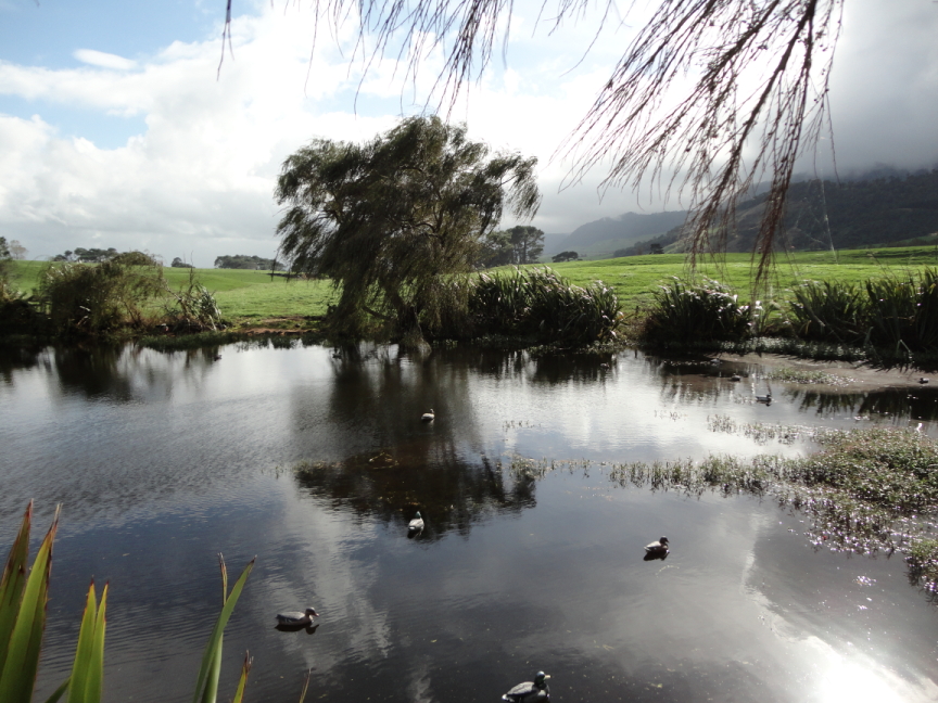 Name:  Pond.JPG
Views: 455
Size:  541.2 KB