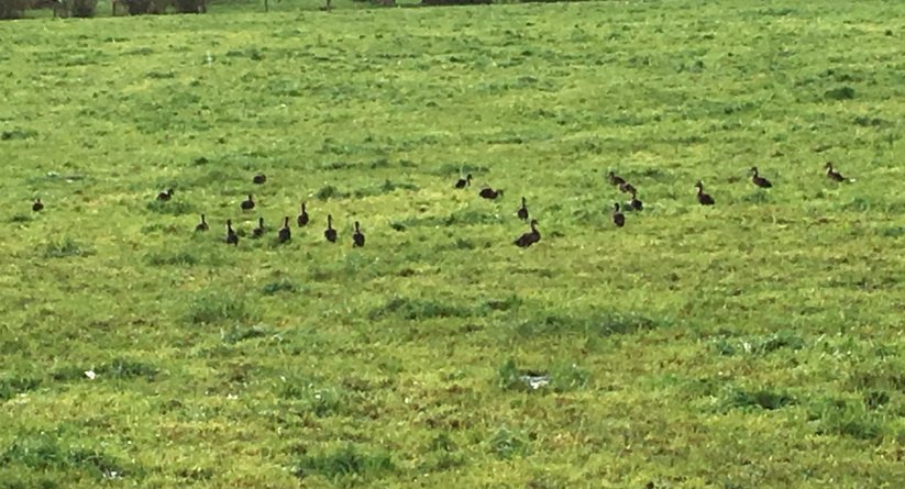 Name:  Ducklings.jpg
Views: 454
Size:  99.8 KB
