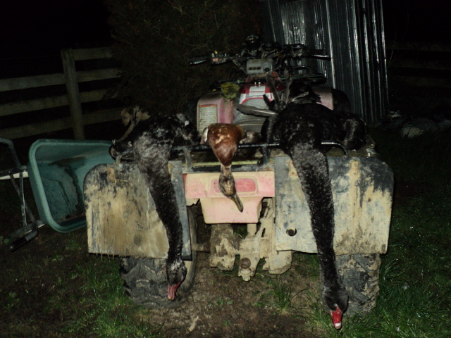 Name:  picture 1639.jpg
Views: 313
Size:  163.2 KB