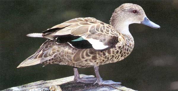 Name:  Grey-teal.jpg
Views: 263
Size:  22.6 KB