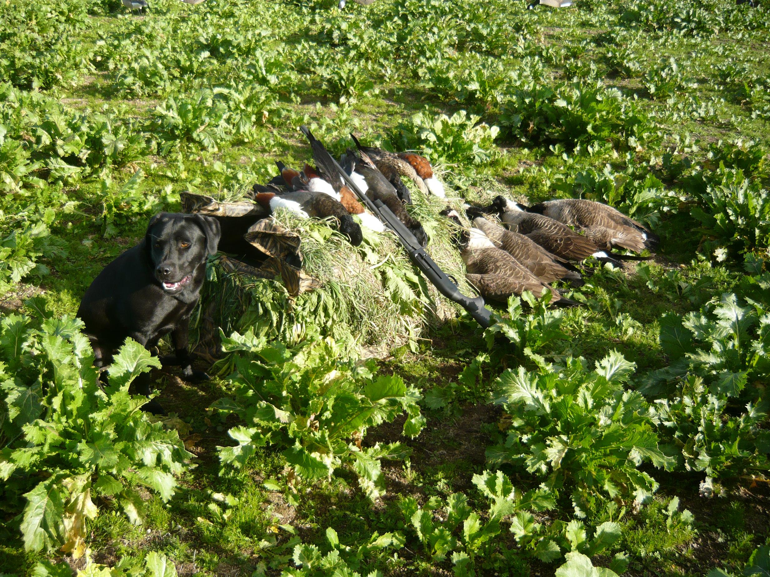 Name:  shooting 2013 009.jpg
Views: 370
Size:  1.08 MB