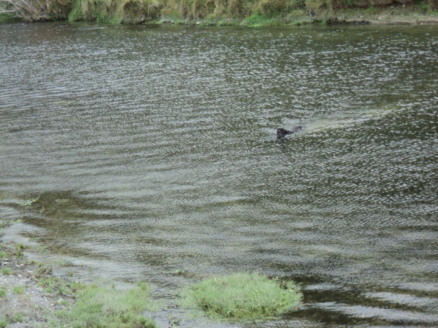 Name:  picture 1727.jpg
Views: 156
Size:  165.2 KB
