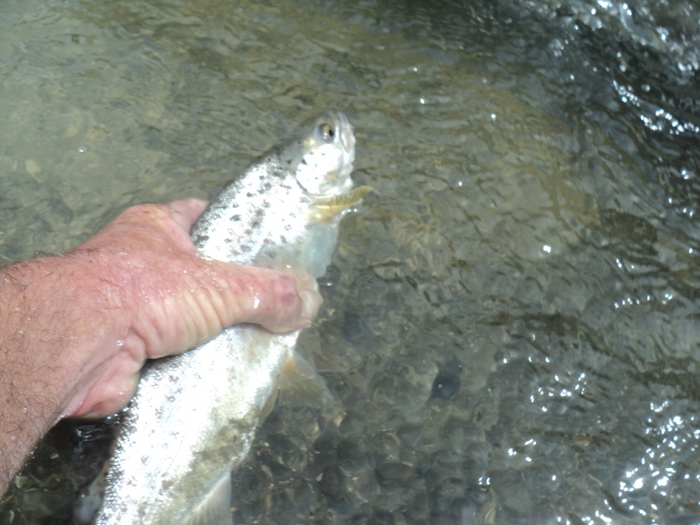 Name:  picture 01 2466.jpg
Views: 228
Size:  164.7 KB