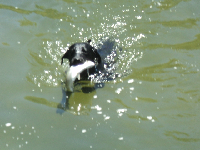 Name:  picture 01 2478.jpg
Views: 196
Size:  160.6 KB
