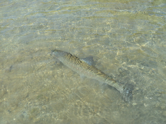 Name:  picture 01 2614.jpg
Views: 199
Size:  163.5 KB