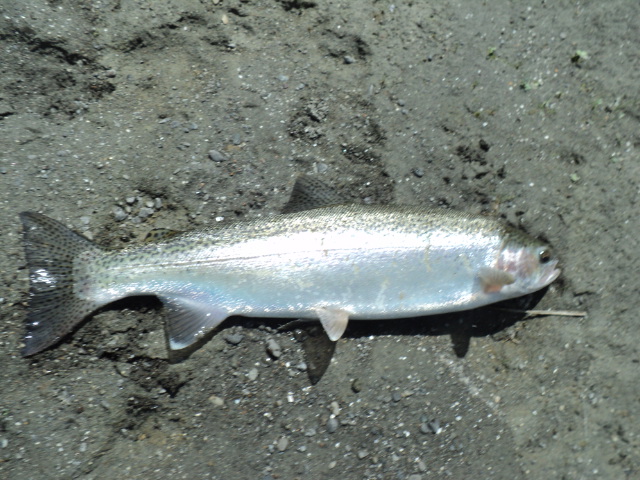 Name:  picture 01 2616.jpg
Views: 199
Size:  164.5 KB