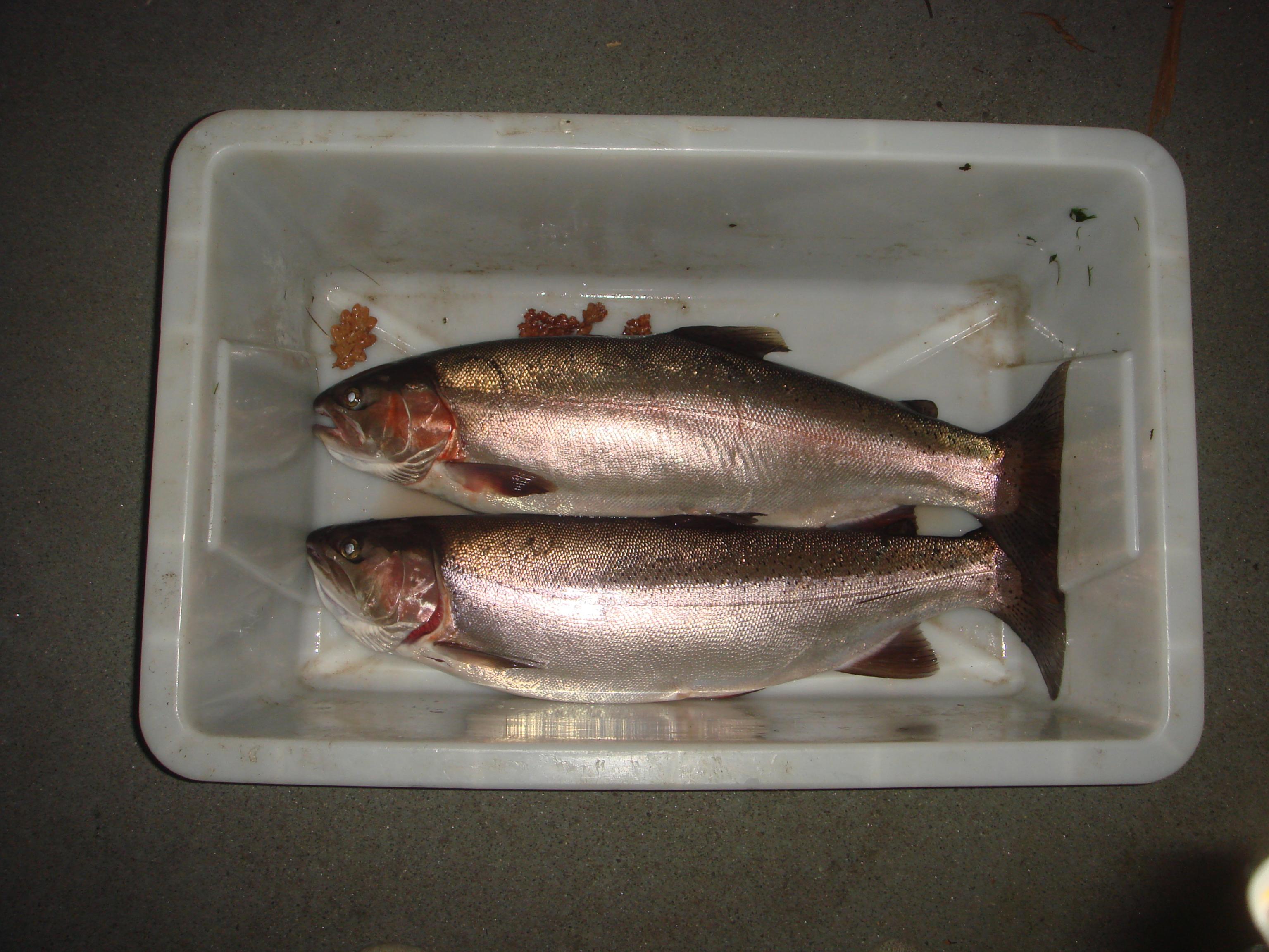 Name:  trout x2.jpg
Views: 484
Size:  646.9 KB