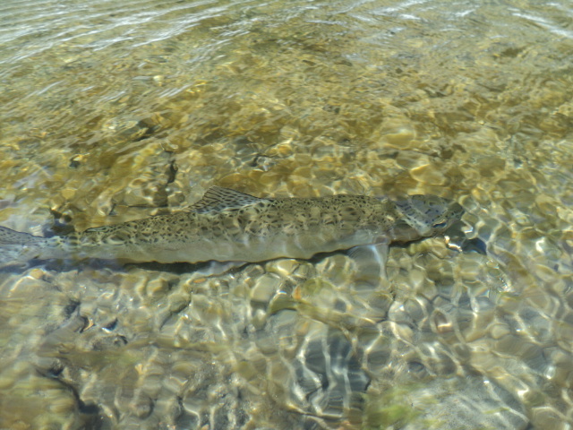 Name:  picture 01 2644.jpg
Views: 166
Size:  163.3 KB