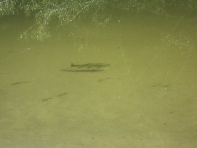 Name:  picture 01 2910.jpg
Views: 158
Size:  165.0 KB