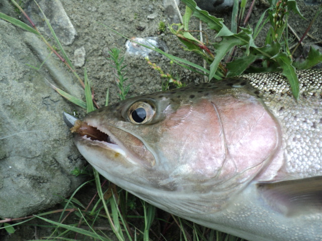 Name:  picture 01 2998.jpg
Views: 300
Size:  165.0 KB
