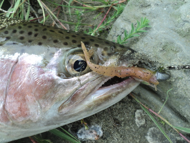 Name:  picture 01 2999.jpg
Views: 268
Size:  165.2 KB