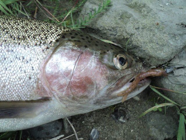 Name:  picture 01 3001.jpg
Views: 272
Size:  165.0 KB