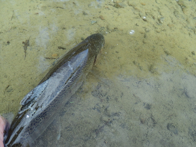 Name:  picture 01 3013.jpg
Views: 299
Size:  163.6 KB