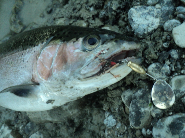 Name:  picture 01 3056.jpg
Views: 217
Size:  162.5 KB