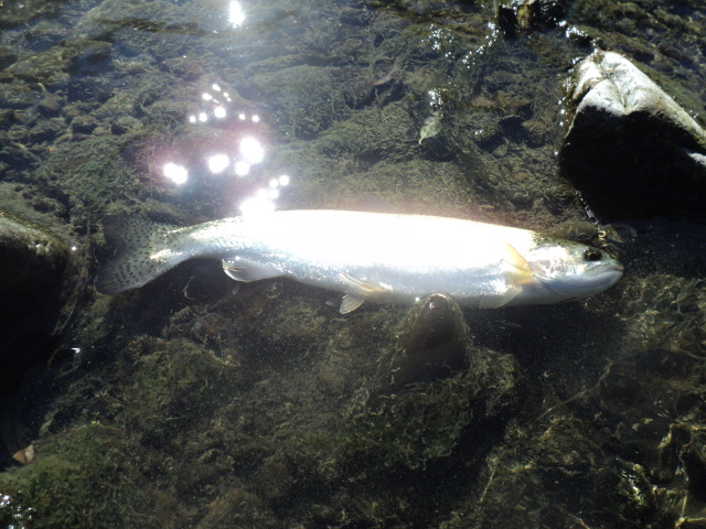 Name:  picture 01 3174.jpg
Views: 219
Size:  162.7 KB