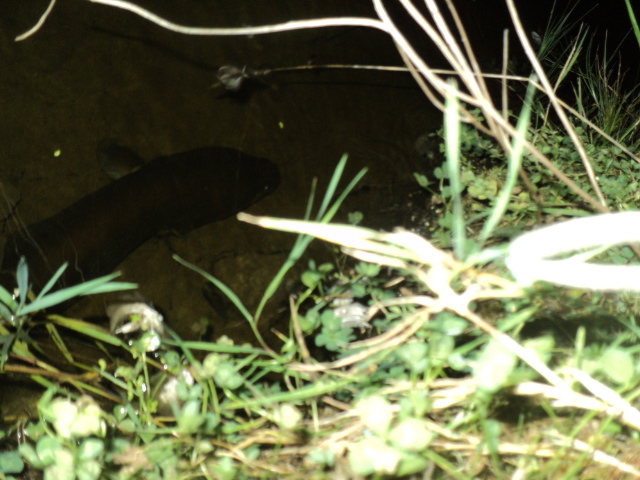 Name:  picture 01 3525.jpg
Views: 174
Size:  163.2 KB