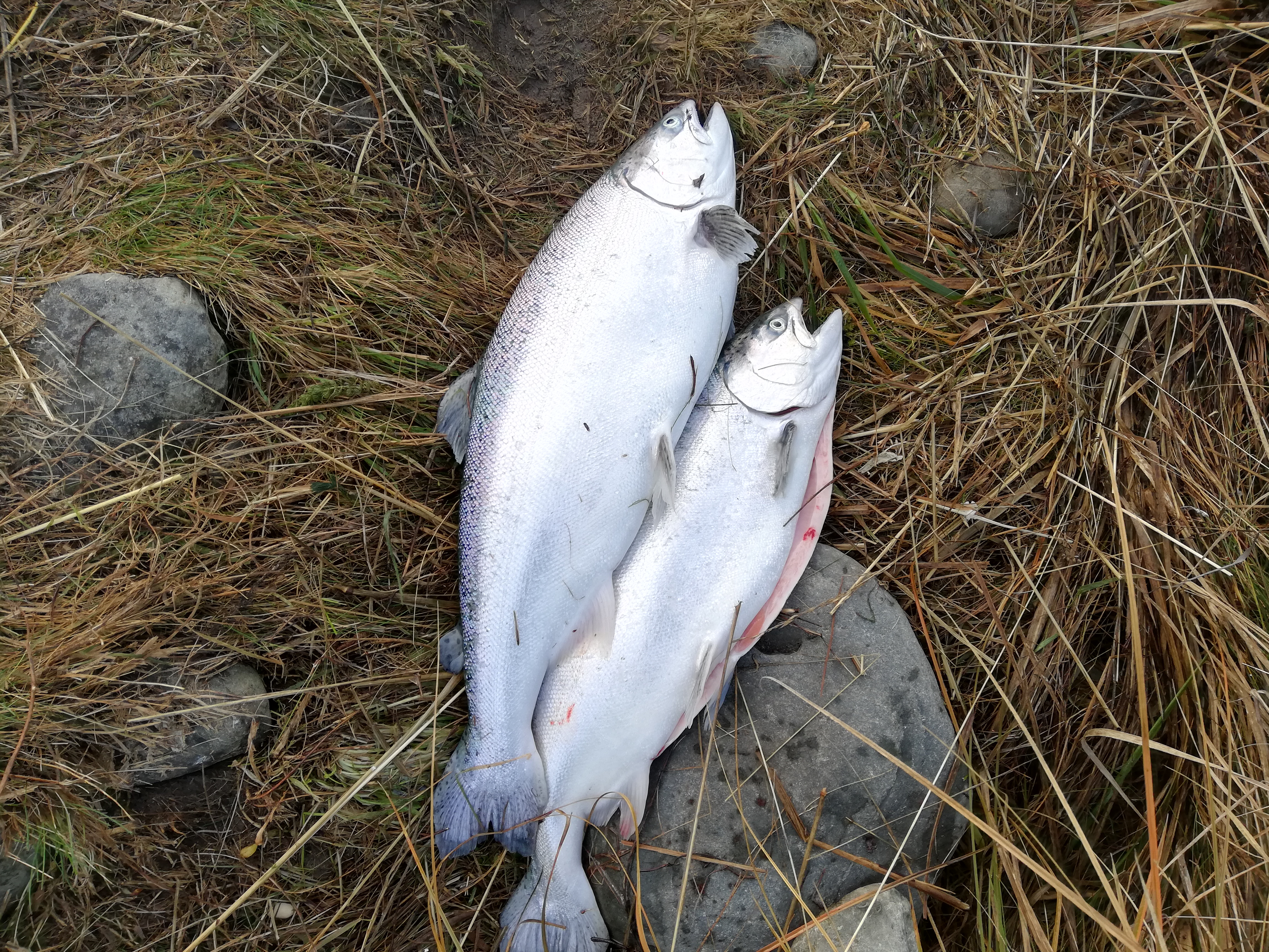 Name:  6 and 9 lb canal salmon.jpg
Views: 360
Size:  7.27 MB