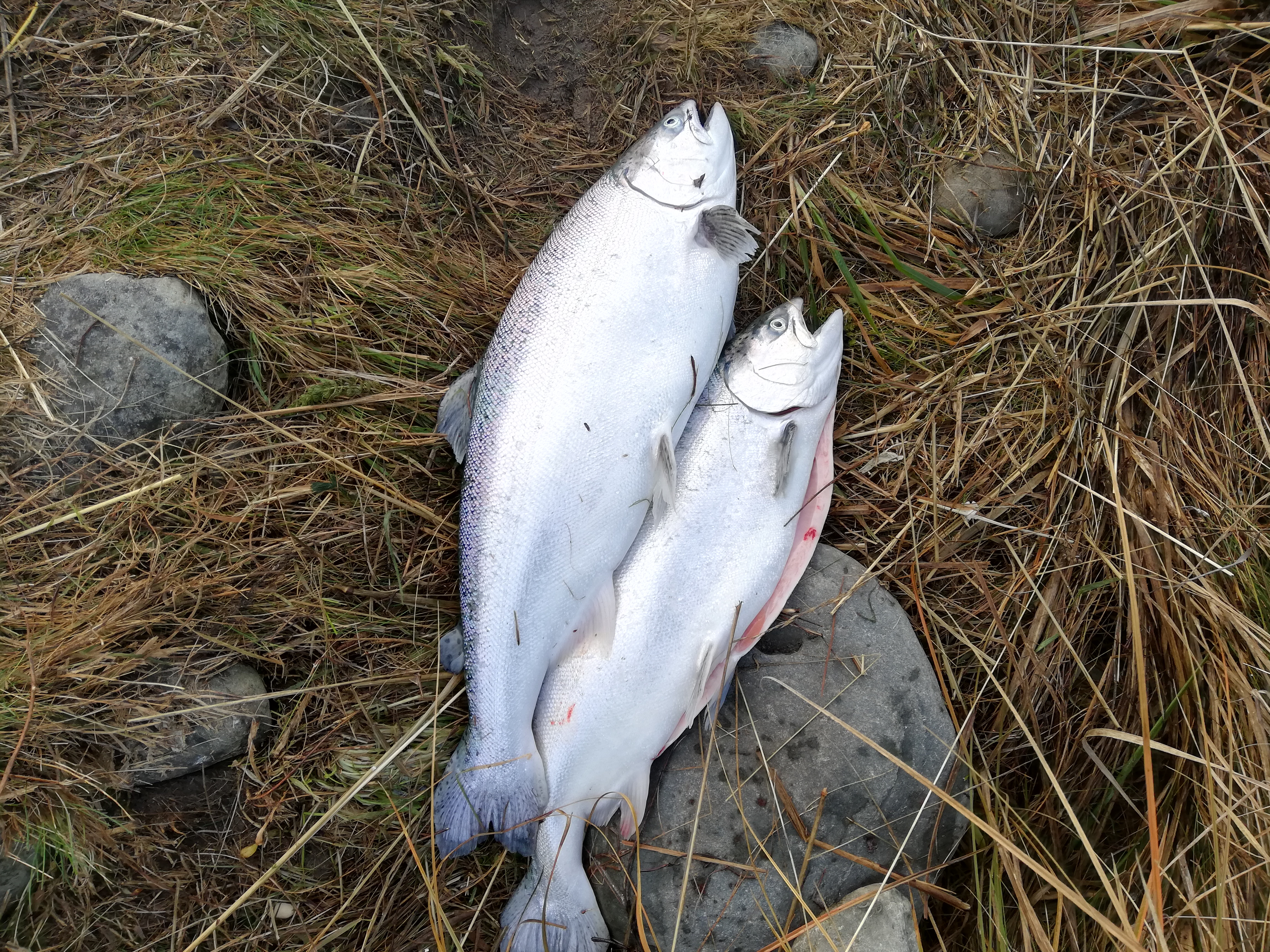 Name:  6 and 9 lb canal salmon.jpg
Views: 389
Size:  7.27 MB