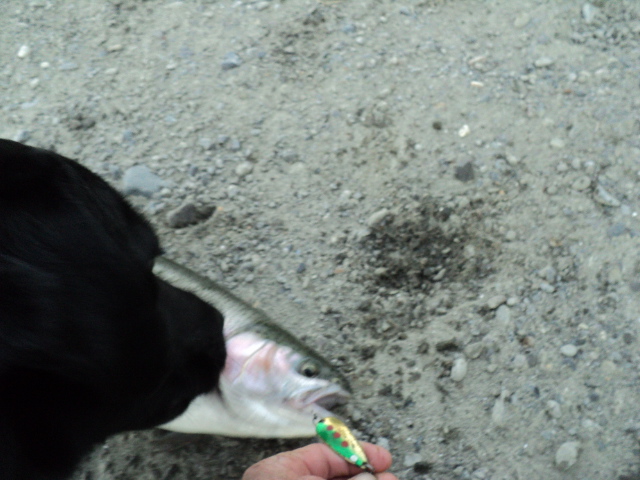 Name:  picture 01 4427.jpg
Views: 284
Size:  162.6 KB