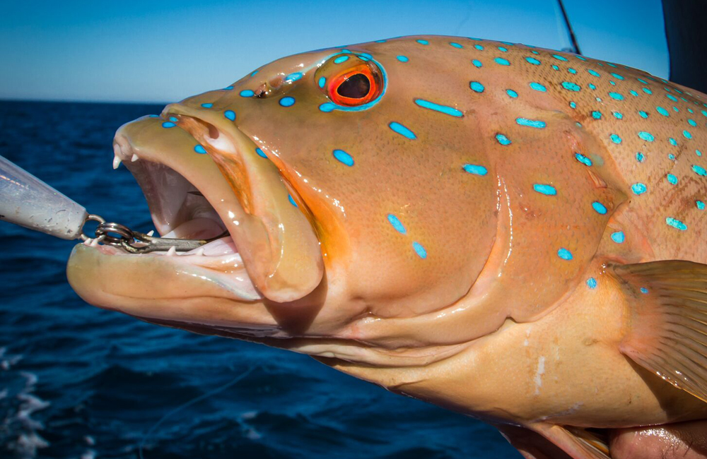 Name:  coral-trout-broome.jpg
Views: 1503
Size:  454.4 KB