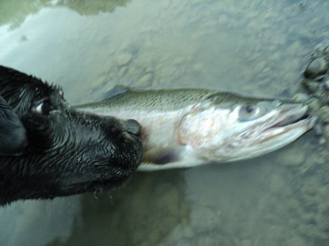 Name:  picture 01 4442.jpg
Views: 221
Size:  161.8 KB