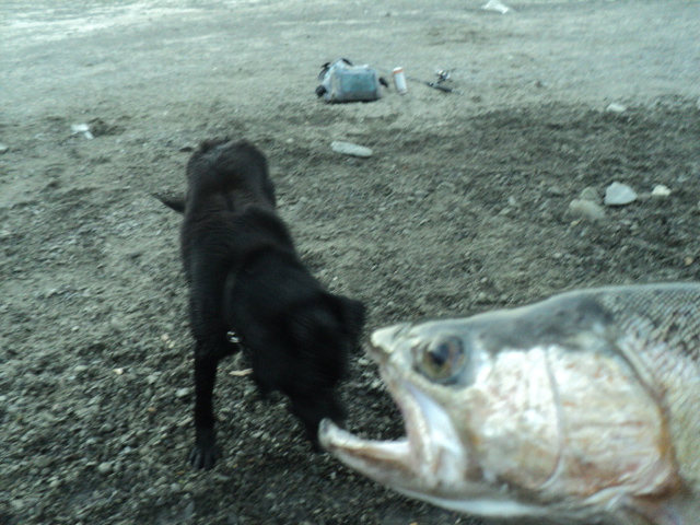 Name:  picture 01 4443.jpg
Views: 228
Size:  164.3 KB