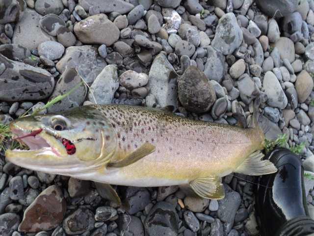 Name:  picture 01 4523.jpg
Views: 190
Size:  164.2 KB