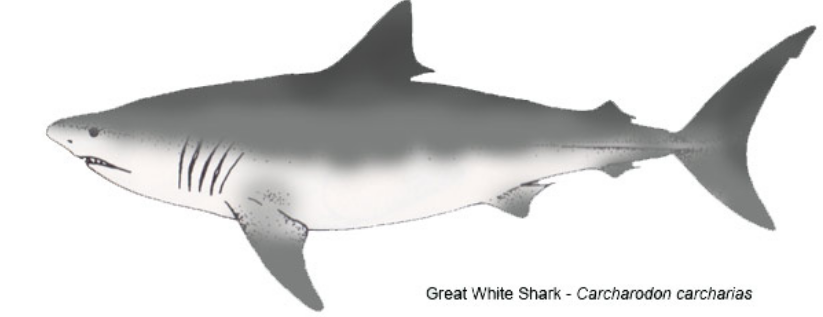 Name:  shark.PNG
Views: 592
Size:  125.7 KB