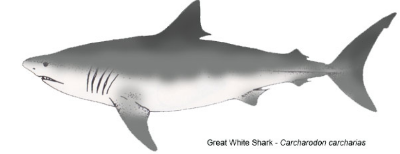 Name:  shark.PNG
Views: 591
Size:  125.7 KB