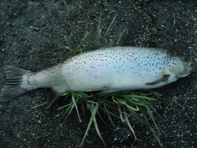 Name:  picture 01 1404.jpg
Views: 273
Size:  164.4 KB