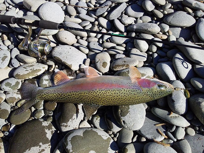 Name:  Fishing 2020 3.jpg
Views: 246
Size:  175.4 KB